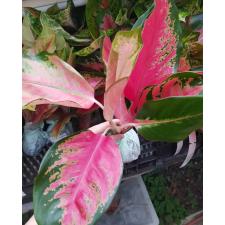 Aglaonema T29 Parich