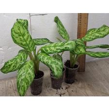Аглаонема Платинум грин / Aglaonema Platinum green A-60 (S)