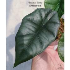 Alocasia Bisma2.5"B2ps. October