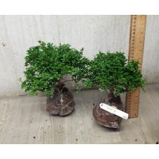Murraya paniculata 'Min-a-Min' Dwarf mutation 325