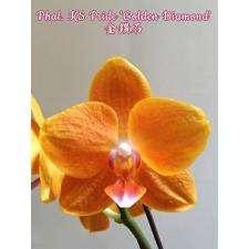 Phal. KS Pride 'Golden Diamond' 2.5" B17 april