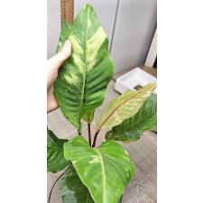 Anthurium variegated sp 5