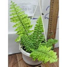 Нефролепис эксалата 'Хиллии' / Nephrolepis exaltata 'Hillii'