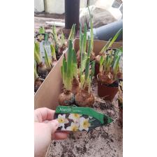 Narcis Ice Follie