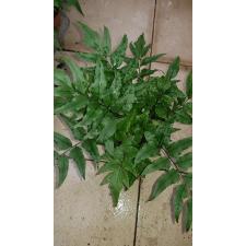 Cyrtomium Falcatum