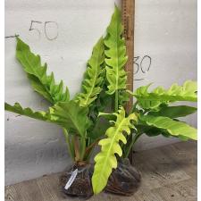 Филодендрон золотой крокодил. / philodendron golden crocodile (L)