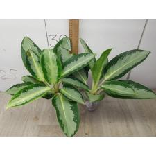 Aglaonema Long leaves Banana A-78