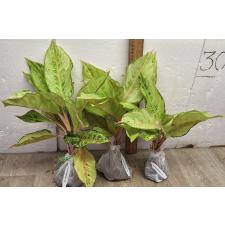 Аглаонема Лаки / Aglaonema Lucky A-54