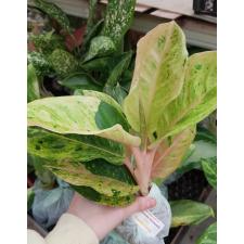 Aglaonema T23 Gamlai Thong