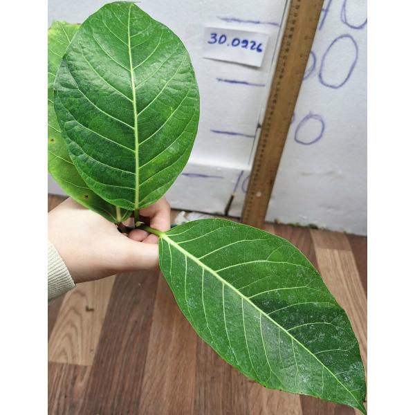 Фикус Лимон Фроз / Ficus Lemon Froze
