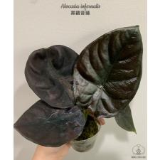 Alocasia infernalis 2.5" A1 ps.Februar22