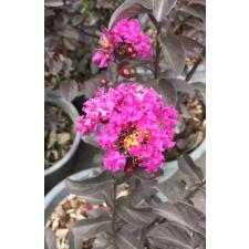 Lagerstroemia indica (purple flower and black leaf) 450