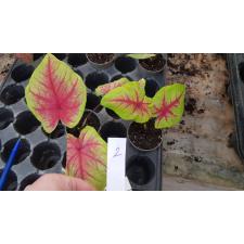 Caladium sp 2