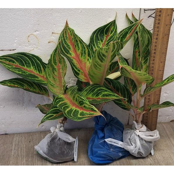 Аглаонема Панама Красная / Aglaonema Panama - Red A-93