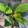 Codiaeum Ngern Yuang Turtle (long leaf).