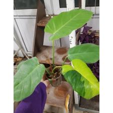 Philodendron 'Jungle Fever' стакан