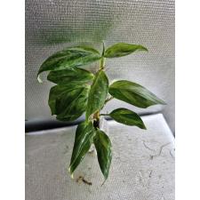 Rhaphidophora elliptica variegated Aurea 401 д