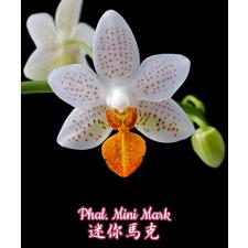 Phal. Mini Mark 2.5" B12 June