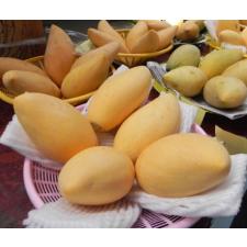 Mangifera indica 'Nam Doc Mai' 197