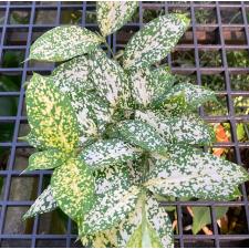 Dracaena godseffiana Florida Beauty 385