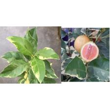 Citrus limon 'Variegated Pink Eureka Lemon'.