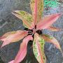 Aglaonema P-28 BarameeRung