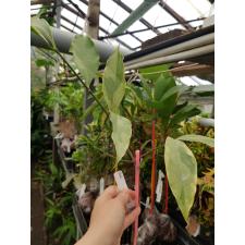 Kopsia arborea variegated (albomarginata 399/1