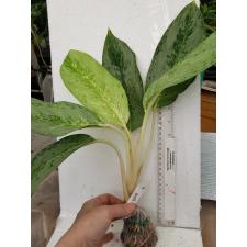 Aglaonema Thong Nopakun 71