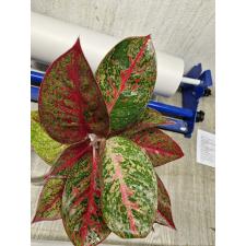 Aglaonema T20 Sub Mongkol