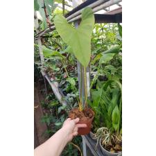 Anthurium guildingii pot