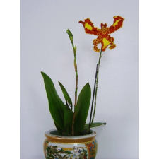 Psychp.(Pyp.) Mariposa 'Special'  2.5" A13 november