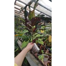 Codiaeum Tha Muang 148 (март)
