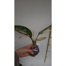 Aglaonema Siam Jade.116