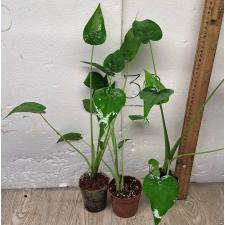 Алоказия кукуллата / Alocasia cucullata (S)
