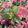 Aglaonema NEW24 Mworld