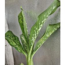 Dieffenbachia dragon scale 