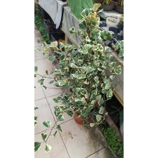 Ficus Triangularis 'sweetheart' pot 650p