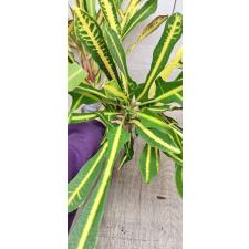 Codiaeum B-4 Khao hwang thong