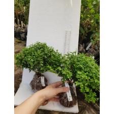 Murraya 'Min-a-Min' Dwarf mutation 234