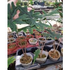 Alocasia jacklin 