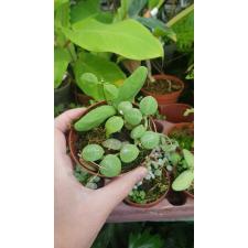 dischidia rafflesiana pot