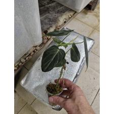 philodendron melanochrysum стакан 