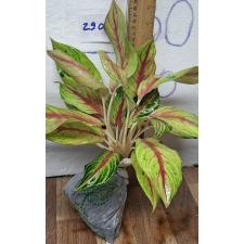 Аглаонема Тонг Фулл Хаус / Aglaonema Tong full house A-45