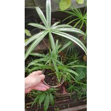 Cyperus sp. variegated pot