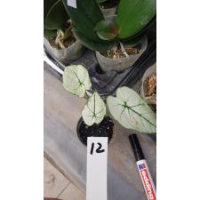 Caladium m12