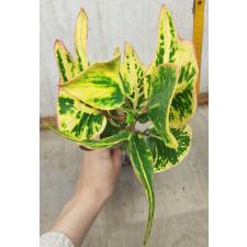 Codiaeum Siam Square (yellow form) 84