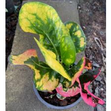 Codiaeum Boh Ploy 591 по 2200р