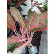 Aglaonema NEW8 Nalamongkon