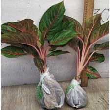 Аглаонема Амнат Джарен / Aglaonema Amnat Jaren A-18