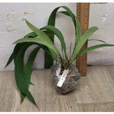 Антуриум виттарифолиум (Зеленый Лист) / Anthurium vittarifolium (green leaf) 9
